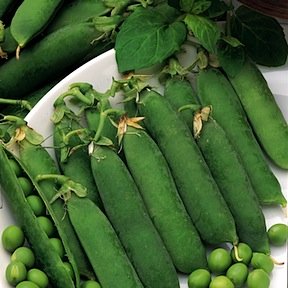 Heirloom Pea, Little Marvel