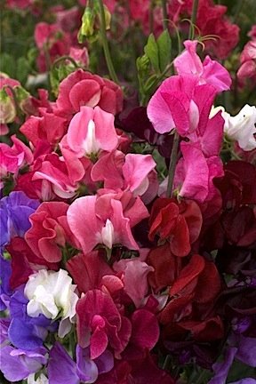 Sweet Pea Elegance Mixed Colors