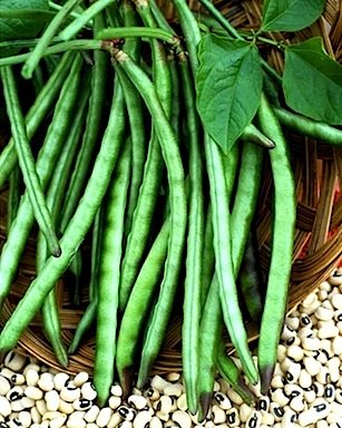 Heirloom Cowpea, California Blackeye