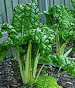 Heirloom Swiss Chard Fordhook Giant