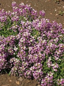 Heirloom Alyssum, Royal Carpet