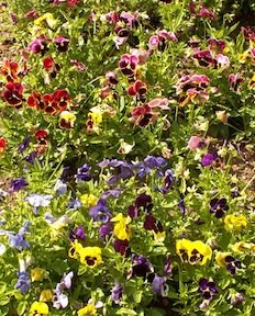 Pansy Swiss Giants Mixed Colors Seeds