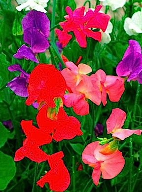 Sweet Pea - Early Gigantea Mixed Colors