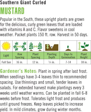 Heirloom Mustard, Southern Giant Curled