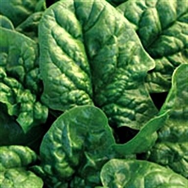 Spinach Correnta Hybrid Seeds