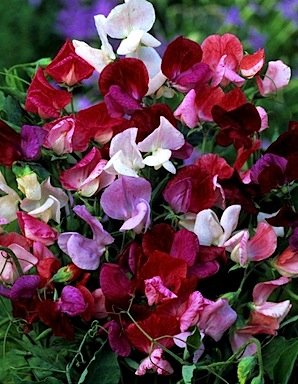 Sweet Pea 'Old Spice Mixed Colors'