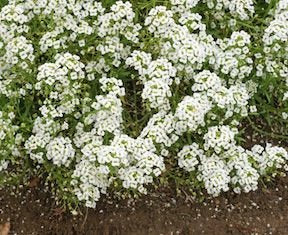 Heirloom Alyssum, Carpet of Snow