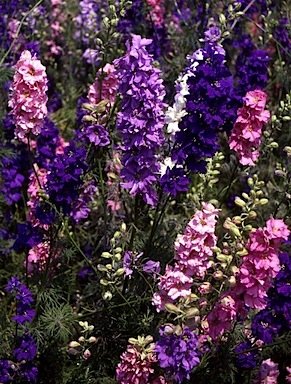Larkspur 'Giant Imperial Mixed Colors'