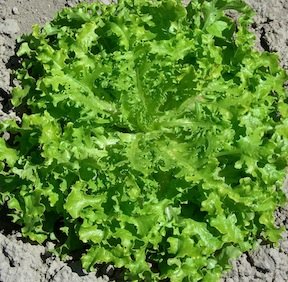 Lettuce Green Salad Bowl Seeds