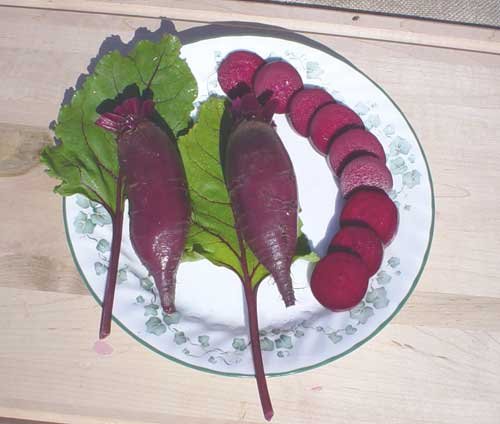 Beet Cylindria Seeds