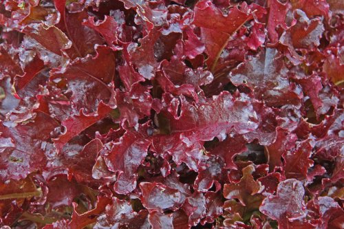 Heirloom Lettuce, Red Salad Bowl