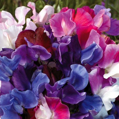 Heirloom Sweet Pea, Knee High Mixed Colors
