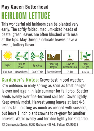 'May Queen Butterhead' Organic Heirloom Lettuce