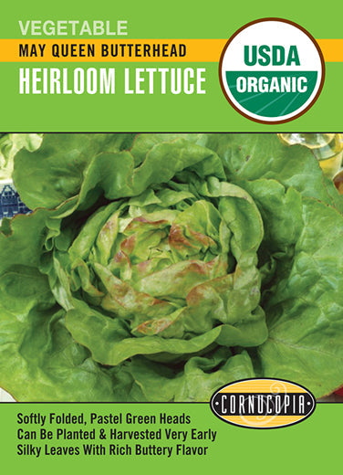 'May Queen Butterhead' Organic Heirloom Lettuce