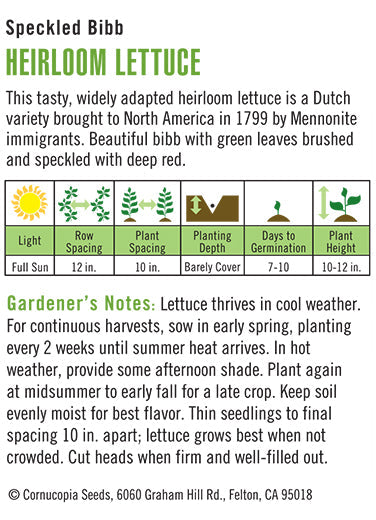 'Speckled Bibb' Heirloom Lettuce