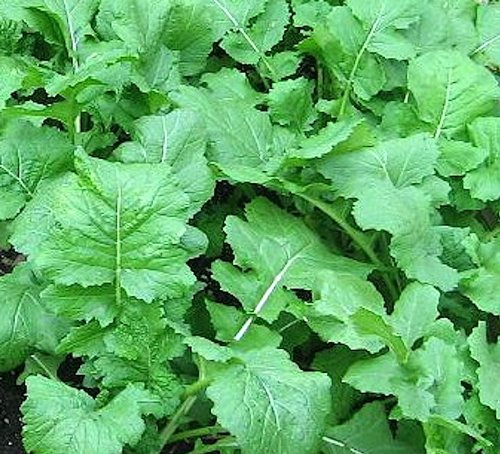 Heirloom Turnip, Seven Top