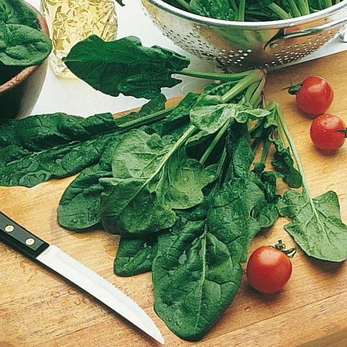 Spinach Bloomsdale Longstanding Seeds