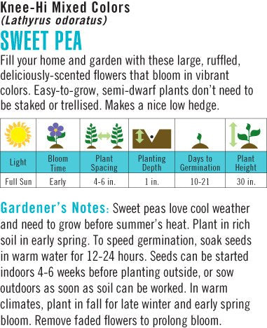 Heirloom Sweet Pea, Knee High Mixed Colors