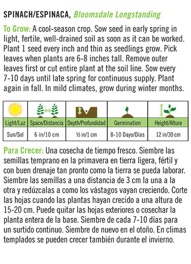 'Bloomsdale Longstanding' Spinach/Espinaca - English/Spanish