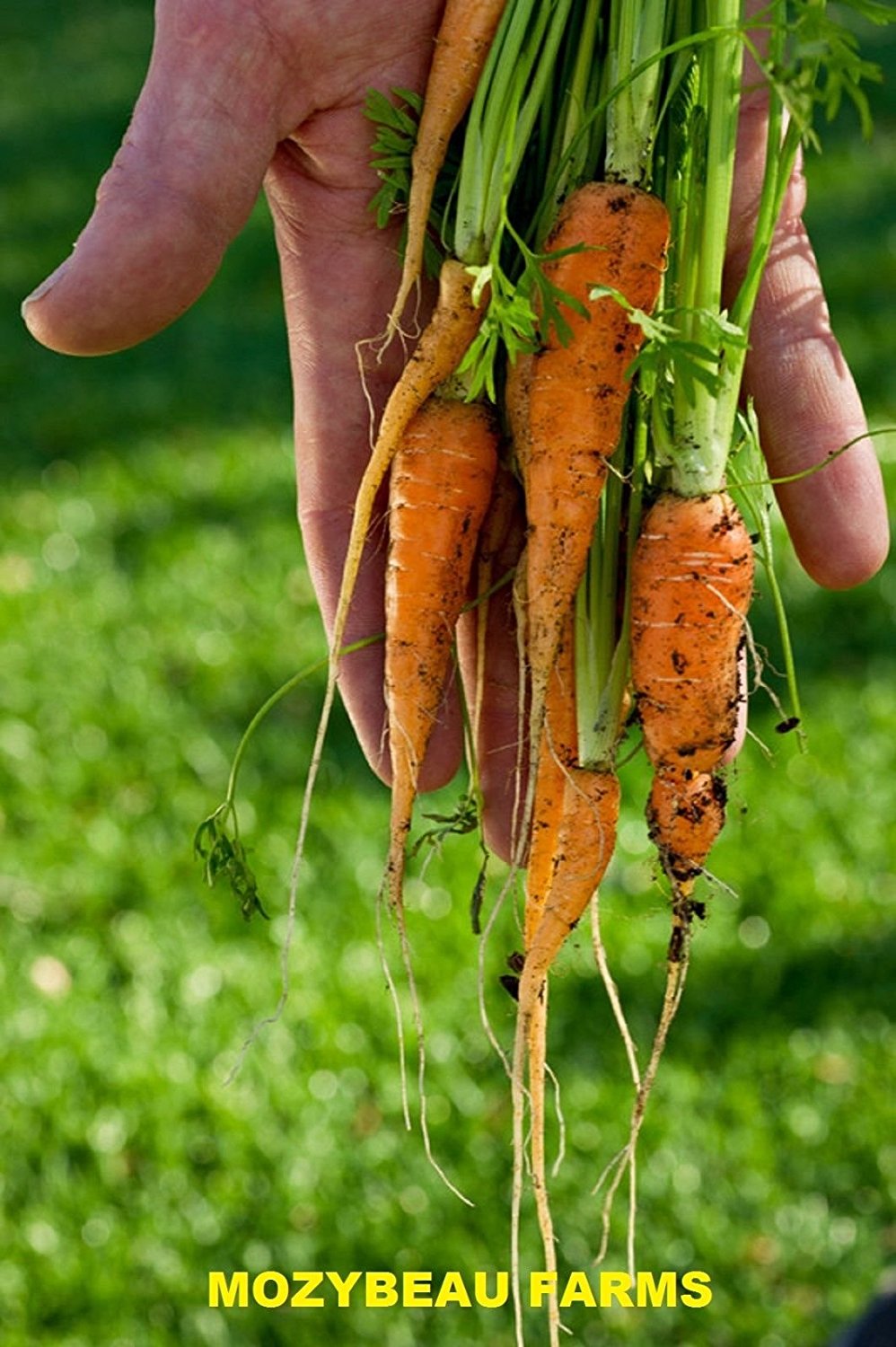 Carrot Little Finger Seeds