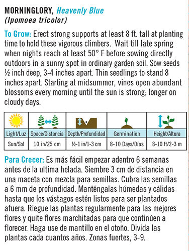 Morning Glory Heavenly Blue English/Spanish