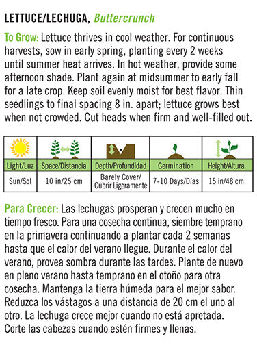 'Buttercrunch' Lettuce/Lechuga - Spanish/English