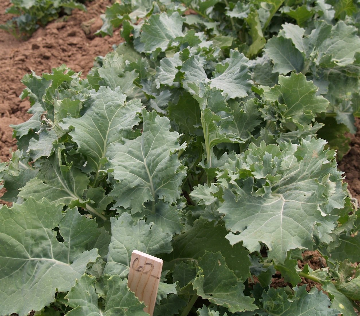 Kale Siberian Seeds