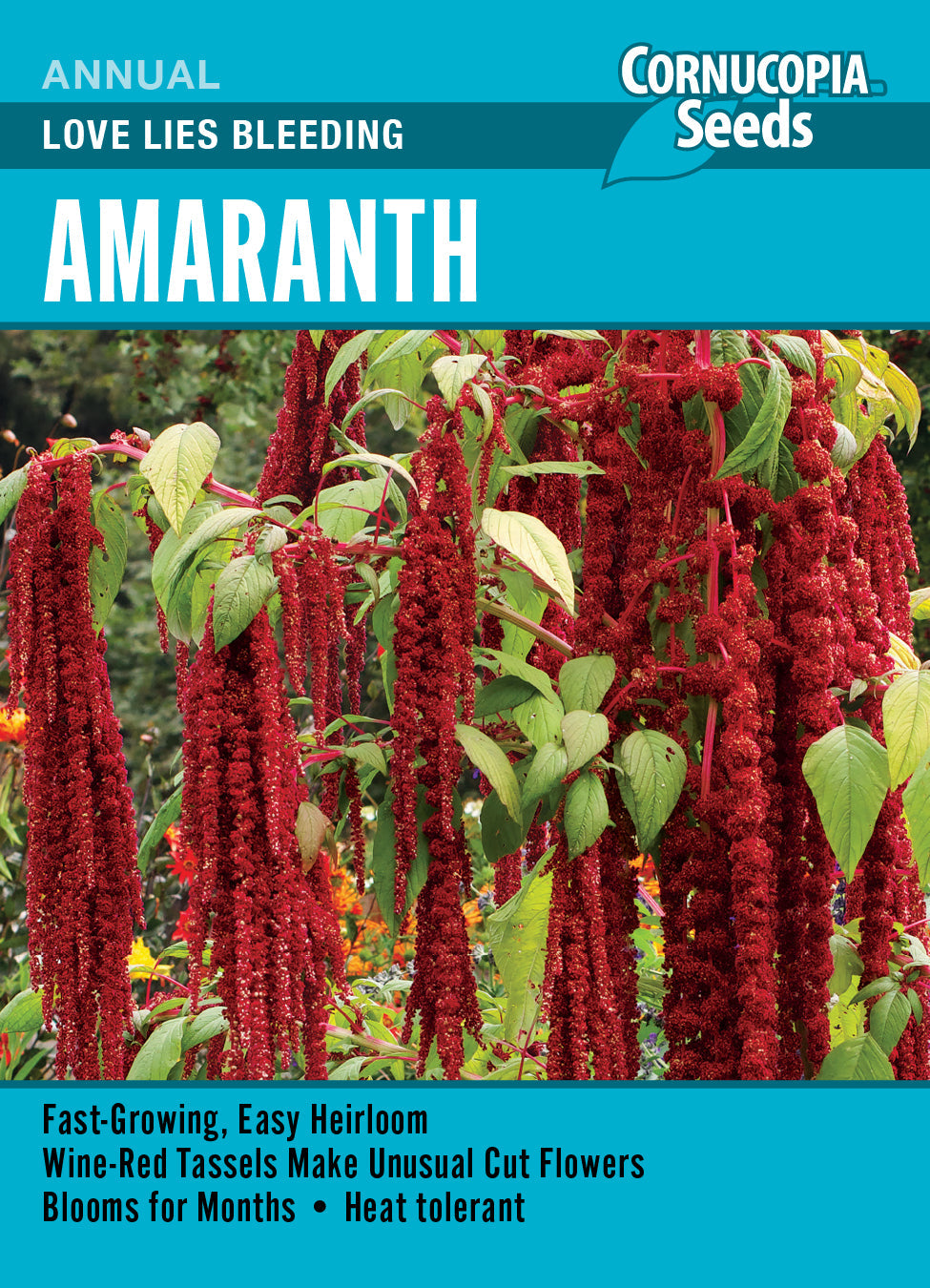 'Love Lies Bleeding' Amaranth