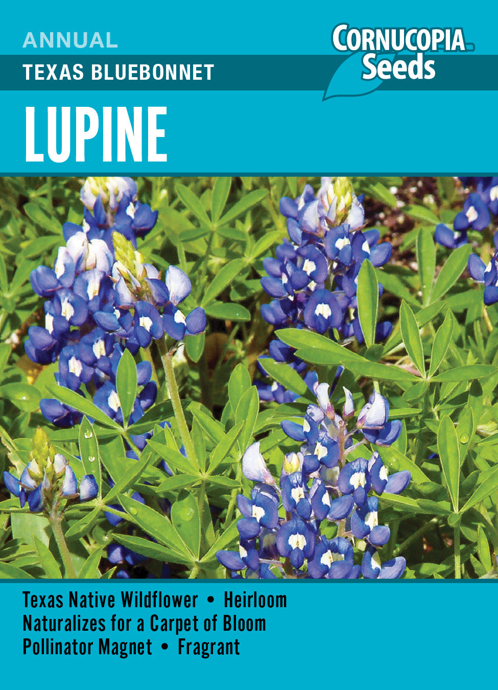‘Texas Bluebonnet’ Lupine
