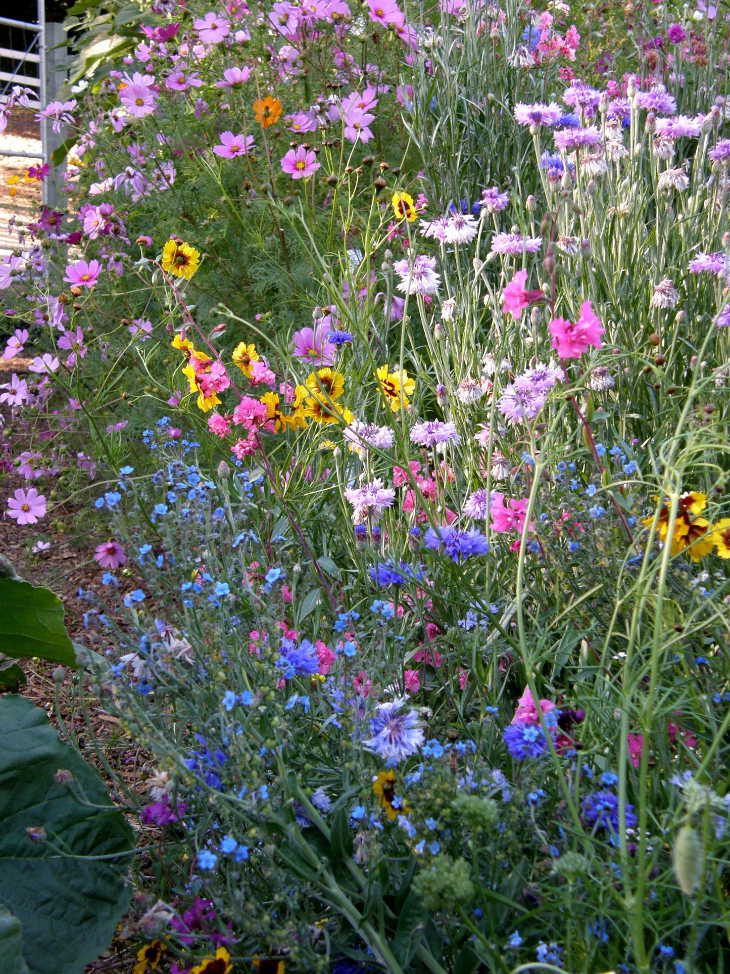 Flower Power for Nature’s Pollinators