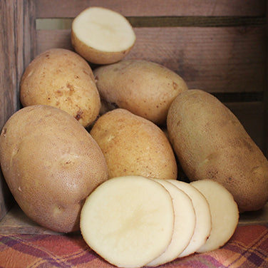 Umatilla Russet