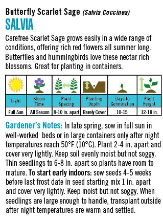'Butterfly Salvia' Scarlet Sage