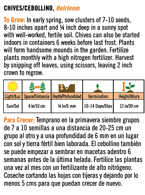 Heirloom Chives/Cebollino - Spanish/English