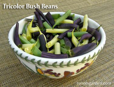 The Rainbow Kitchen Vegetable Garden