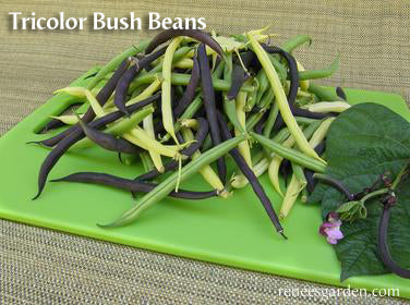 The Rainbow Kitchen Vegetable Garden