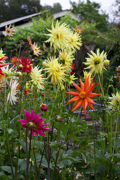 Summer Fireworks' Pollinator Dahlias | Renee's Garden Seeds