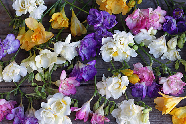 Freesia Watercolor Mixed Doubles
