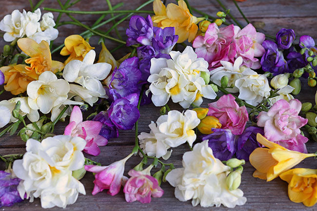 Freesia Watercolor Mixed Doubles