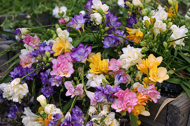 Freesia Watercolor Mixed Doubles