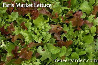 The Rainbow Kitchen Vegetable Garden
