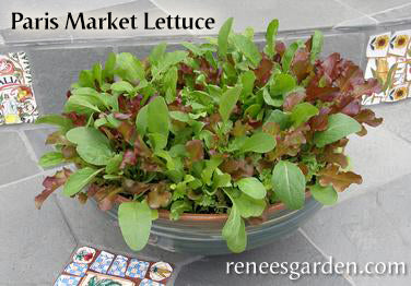 The Rainbow Kitchen Vegetable Garden