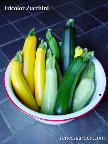 The Rainbow Kitchen Vegetable Garden