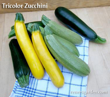 The Rainbow Kitchen Vegetable Garden