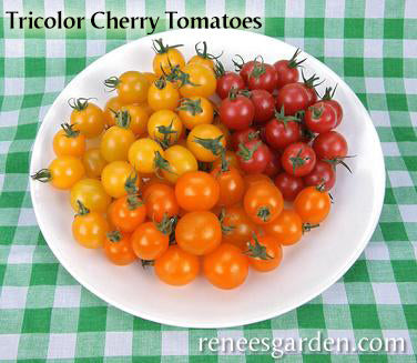 The Rainbow Kitchen Vegetable Garden
