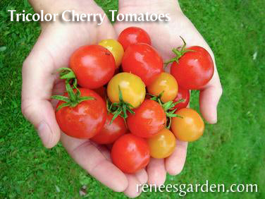 The Rainbow Kitchen Vegetable Garden