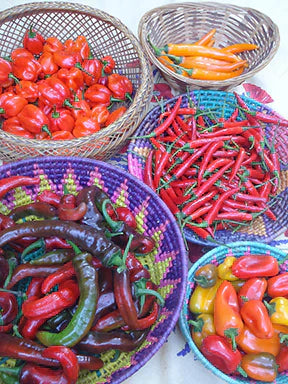 Chile Peppers