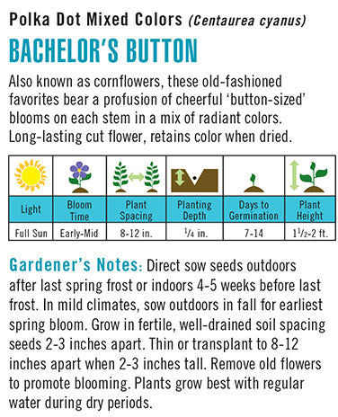 Bachelor's Button Seeds Polka Dot Mixed Colors