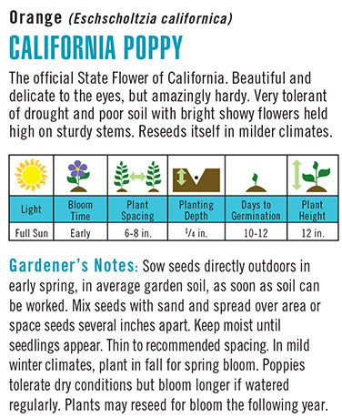Heirloom California Poppy, Orange
