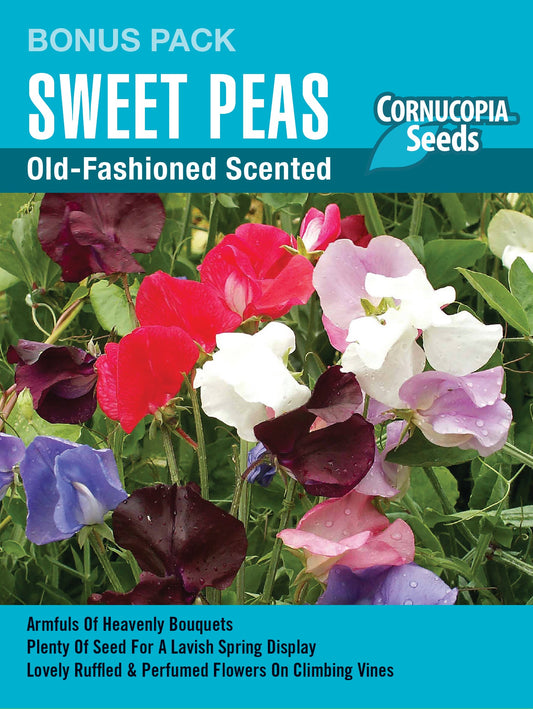 Old Fashioned Scented Sweet Peas