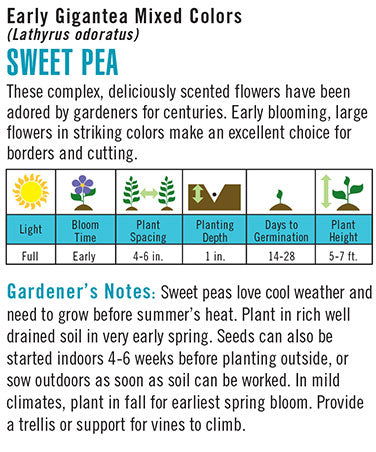 Sweet Pea - Early Gigantea Mixed Colors